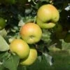 Apple 'Bramley's Seedling' -Garden Plant Store pl2000042817