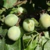 Greengage 'Denniston's Superb' -Garden Plant Store pl2000042852