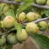 Damson 'Mirabelle De Nancy' -Garden Plant Store pl2000042853