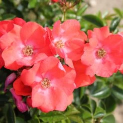 Rosa Flower Carpet Sunset ('Deseoo') (PBR) -Garden Plant Store pl2000042874 card3 lg