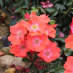 Rosa Flower Carpet Sunset ('Deseoo') (PBR) -Garden Plant Store pl2000042874 card4 lg