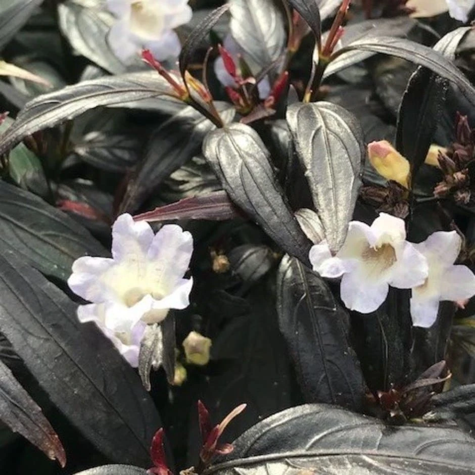 Strobilanthes Anisophyllus 'Asam' 3 Strobilanthes Anisophyllus 'Asam'