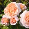 Rosa It's A Wonderful Life ('Dictwix') (PBR) -Garden Plant Store pl2000043181