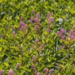 Ceanothus 'Marie-rose' -Garden Plant Store pl2000043206 card4 lg