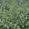 Prostanthera Ovalifolia 'Variegata' -Garden Plant Store pl2000043210