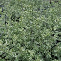 Prostanthera Ovalifolia 'Variegata'