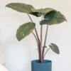 Alocasia Sarawakensis 'Yucatan Princess' -Garden Plant Store pl2000043239