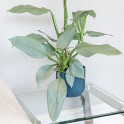 Philodendron 'Silver Queen' -Garden Plant Store pl2000043244 card3 lg