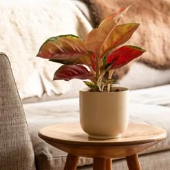 Aglaonema 'Star Orange' -Garden Plant Store pl2000043247 card3 lg