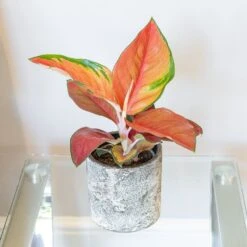 Aglaonema 'Red Star' -Garden Plant Store pl2000043248 card3 lg