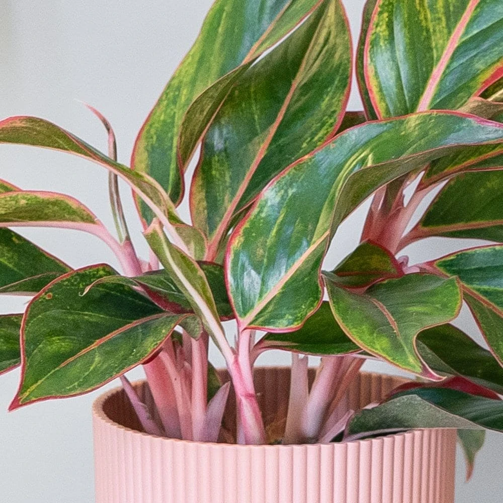 Aglaonema 'Star Light Pink' 4 Aglaonema 'Star Light Pink' - Image 2