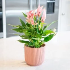 Anthurium 'Champion Lilli' -Garden Plant Store pl2000043251 card3 lg