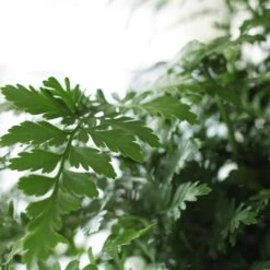 Asplenium 'Parvati' 10 Asplenium 'Parvati' -Garden Plant Store pl2000043255 card4 lg