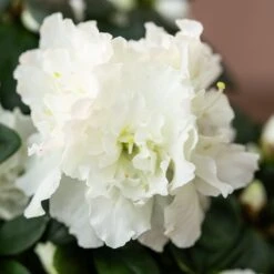 Azalea Flandresse 'White' -Garden Plant Store pl2000043256 card5 lg
