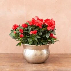 Azalea Flandresse 'Red' -Garden Plant Store pl2000043257 card3 lg