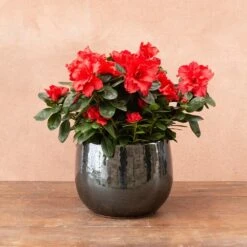 Azalea Flandresse 'Red' -Garden Plant Store pl2000043257 card4 lg
