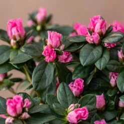 Azalea Flandresse 'Pink' -Garden Plant Store pl2000043258 card3 lg