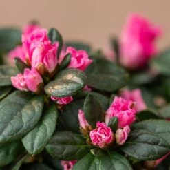 Azalea Flandresse 'Pink' -Garden Plant Store pl2000043258 card4 lg