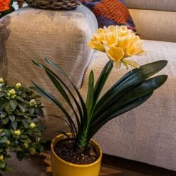 Clivia Miniata Var. Citrina -Garden Plant Store pl2000043261 card3 lg