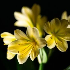 Clivia Miniata Var. Citrina -Garden Plant Store pl2000043261 card4 lg