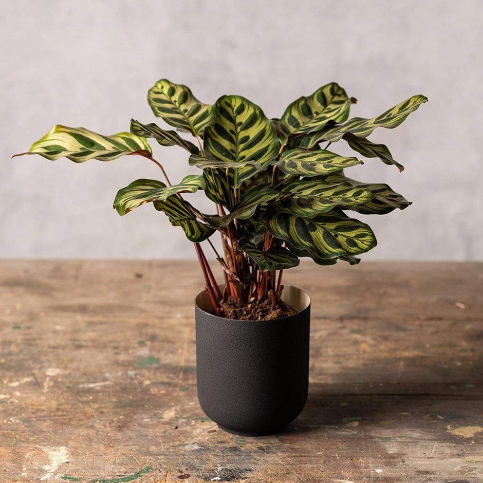 Goeppertia Makoyana 3 Goeppertia Makoyana