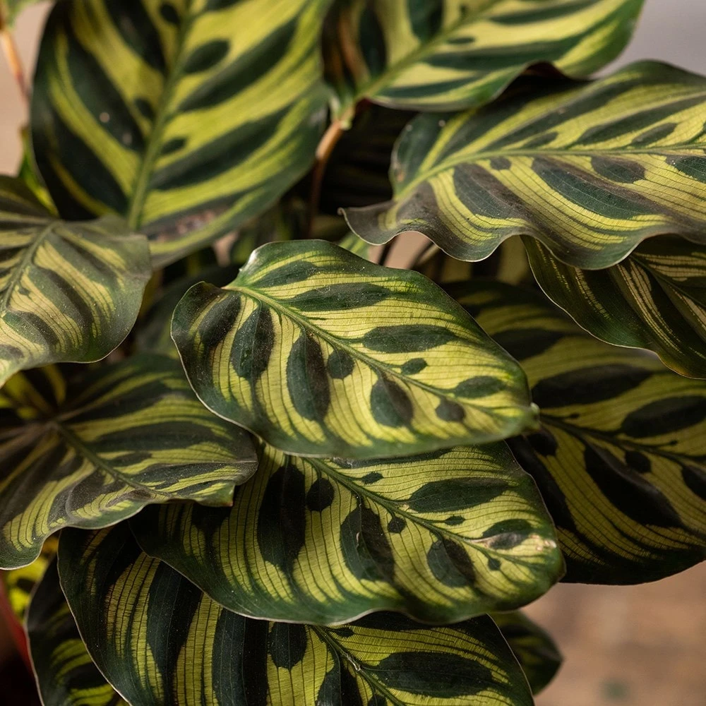 Goeppertia Makoyana 4 Goeppertia Makoyana - Image 2