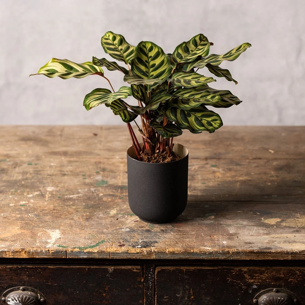 Goeppertia Makoyana 5 Goeppertia Makoyana - Image 3