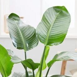 Strelitzia Nicolai -Garden Plant Store pl2000043305 card3 lg