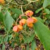 Euonymus Myrianthus -Garden Plant Store pl2000043517