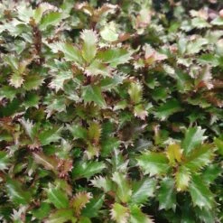 Ilex × Meserveae Little Rascal ('Mondo')