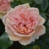 Rosa Joie De Vivre ('Korfloci 01') (PBR) -Garden Plant Store pl2000044024