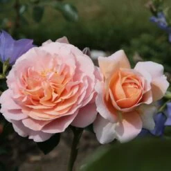 Rosa Joie De Vivre ('Korfloci 01') (PBR) 7 Rosa Joie De Vivre ('Korfloci 01') (PBR) -Garden Plant Store pl2000044024 card3 lg