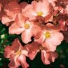 Rosa Flower Carpet Coral ('Norlesa') (PBR) -Garden Plant Store pl2000044025