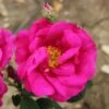 Rosa Gallica Var. Officinalis -Garden Plant Store pl2000044026