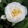 Rosa 'White Patio' -Garden Plant Store pl2000044038