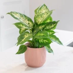 Dieffenbachia 'Camille' -Garden Plant Store pl2000044097 card3 lg