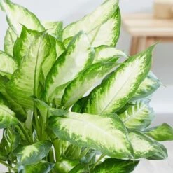Dieffenbachia 'Camille' -Garden Plant Store pl2000044097 card5 lg