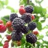 Blackberry 'Adrienne' -Garden Plant Store pl2000044300