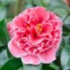 Camellia Japonica 'Volunteer' (PBR) -Garden Plant Store pl2000044320