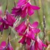 Dierama 'Blackberry Bells' -Garden Plant Store pl2000044541