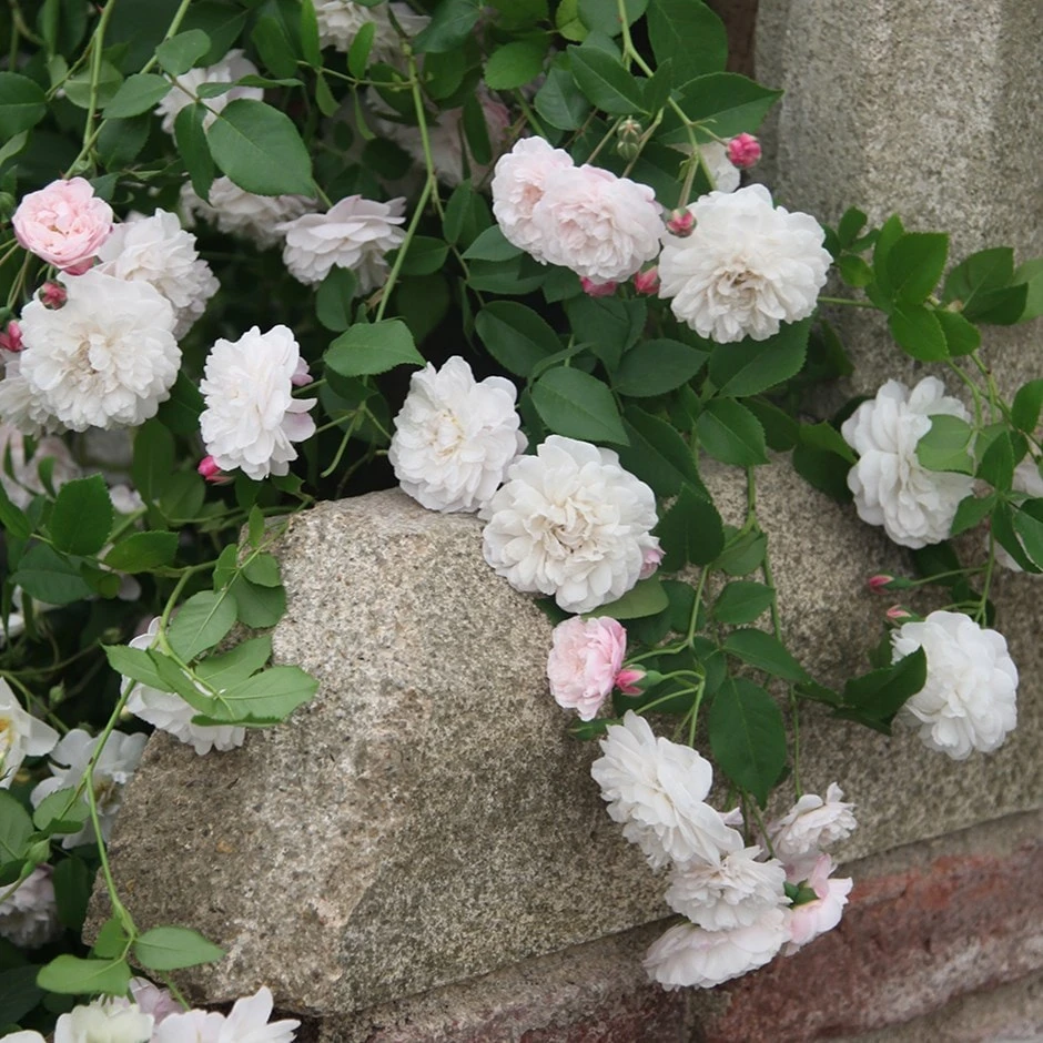 Rosa Félicité Et Perpétue 3 Rosa Félicité Et Perpétue
