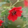 Rosa 'Geranium' (moyesii Hybrid) -Garden Plant Store pl2000044750