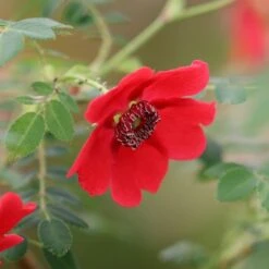 Rosa 'Geranium' (moyesii Hybrid)