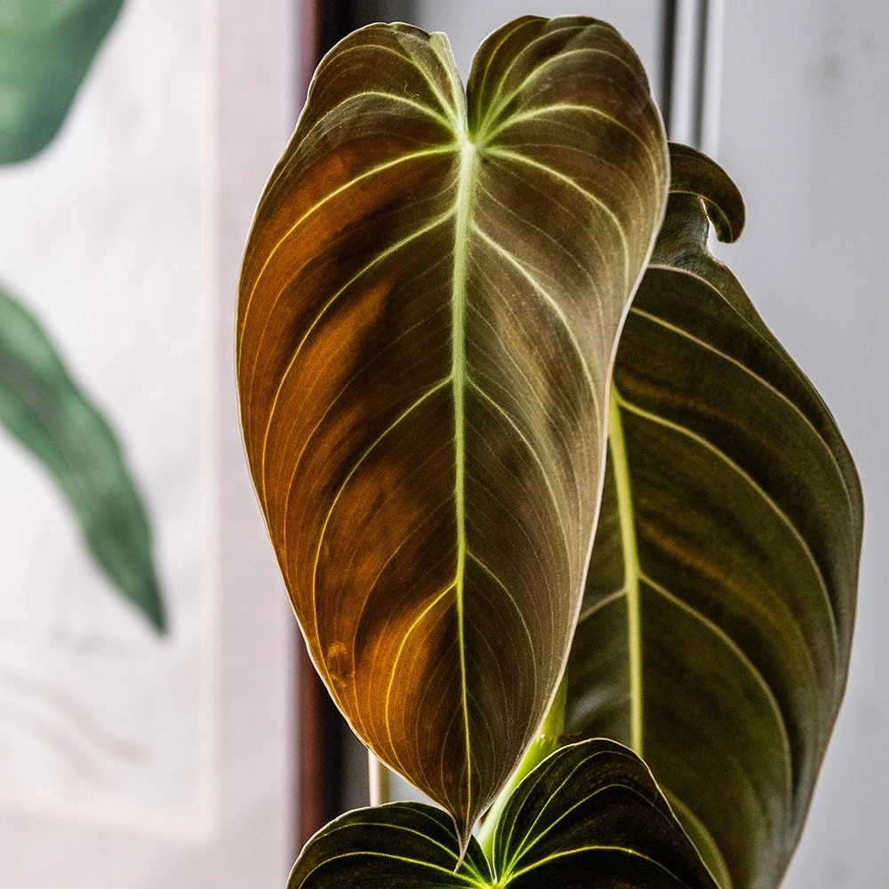 Philodendron Melanochrysum 4 Philodendron Melanochrysum - Image 2