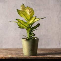 Dieffenbachia 'Summer Style' (PBR) 7 Dieffenbachia 'Summer Style' (PBR) -Garden Plant Store pl2000044820 card3 lg