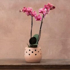 Phalaenopsis 'Asian Coral'