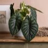 Alocasia 'Dragon Scale' 2 Alocasia 'Dragon Scale' -Garden Plant Store pl2000044828