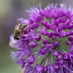 Front Page -Garden Plant Store pl2000045043 card2 lg