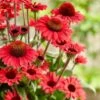 Echinacea SunSeekers Red ('Apecssired') (SunSeekers Series) -Garden Plant Store pl2000045050