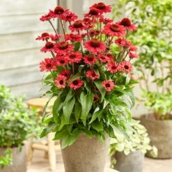 Echinacea SunSeekers Red ('Apecssired') (SunSeekers Series) -Garden Plant Store pl2000045050 card3 lg